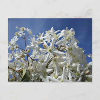 Carte Postale Fleurs blanches, ciel bleu