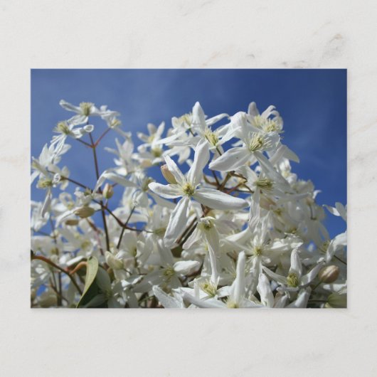 Carte Postale Fleurs blanches, ciel bleu (Devant)