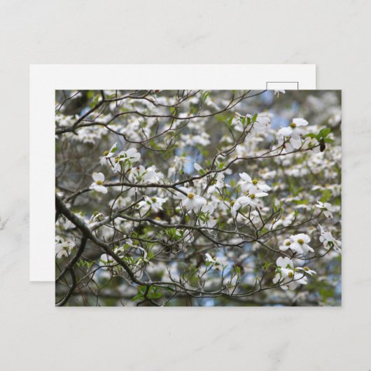 Carte Postale Fleurs blanches de l'arbre à chiens (Devant / Derrière)