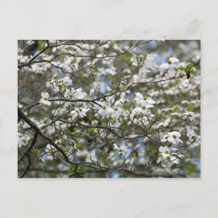 Carte Postale Fleurs blanches de l'arbre à chiens