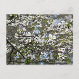 Carte Postale Fleurs blanches de l'arbre à chiens