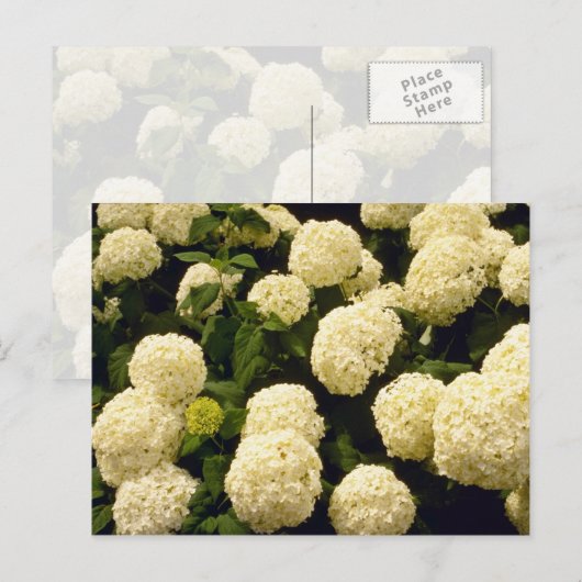 Carte Postale fleurs blanches de Marigold (Devant / Derrière)