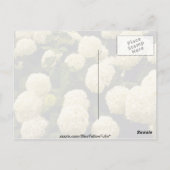 Carte Postale fleurs blanches de Marigold (Dos)