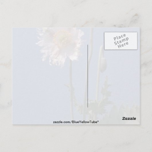 Carte Postale fleurs blanches de pavot à opium (Papaver Somnifer (Dos)