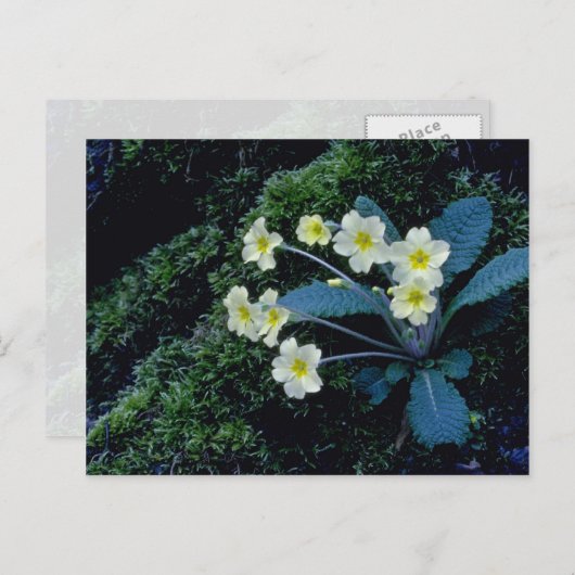 Carte Postale fleurs blanches de Primrose (Devant / Derrière)