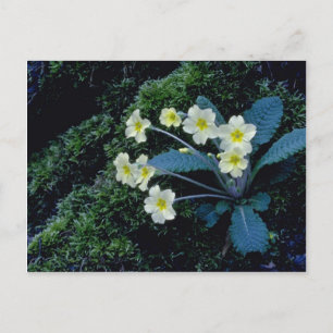 Carte Postale fleurs blanches de Primrose