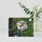 Carte Postale fleurs blanches de Primrose de Mealy (Primula Laur (Debout devant)