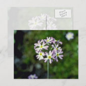 Carte Postale fleurs blanches de Primrose de Mealy (Primula Laur (Devant / Derrière)