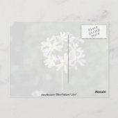 Carte Postale fleurs blanches de Primrose de Mealy (Primula Laur (Dos)