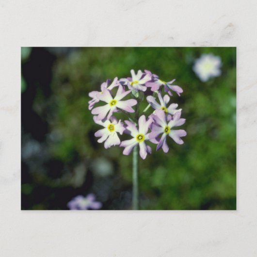 Carte Postale fleurs blanches de Primrose de Mealy (Primula Laur (Devant)