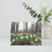 Carte Postale fleurs blanches du Trillium (Debout devant)