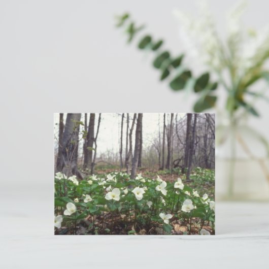 Carte Postale fleurs blanches du Trillium (Debout devant)