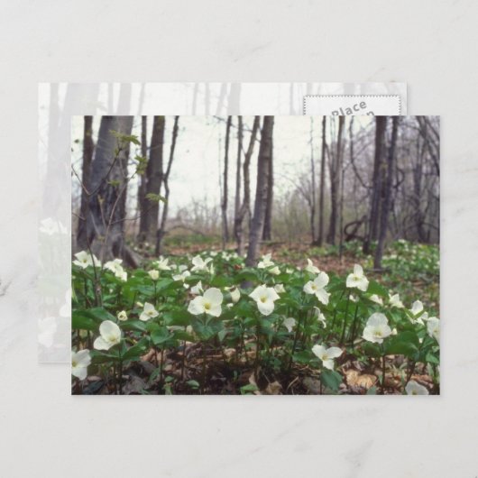 Carte Postale fleurs blanches du Trillium (Devant / Derrière)