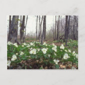 Carte Postale fleurs blanches du Trillium (Devant)