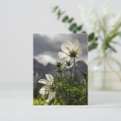 Carte Postale Fleurs blanches et montagnes (Debout devant)
