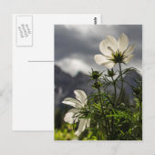 Carte Postale Fleurs blanches et montagnes (Devant / Derrière)