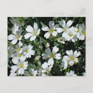Carte Postale Fleurs blanches un jour brillant