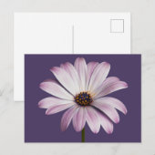 Carte Postale Fleurs | Blancs et marguerites (Devant / Derrière)