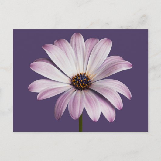 Carte Postale Fleurs | Blancs et marguerites (Devant)