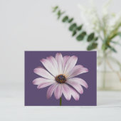 Carte Postale Fleurs | Blancs et marguerites (Debout devant)