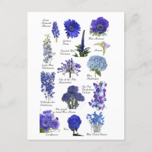 Carte Postale Fleurs bleu