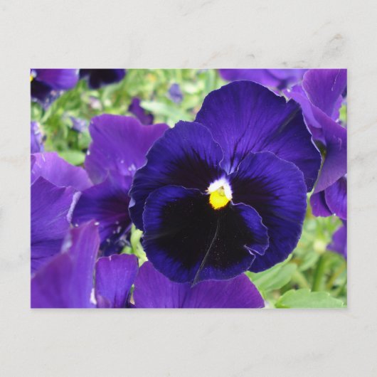 Carte postale "Fleurs bleu foncé" (Devant)