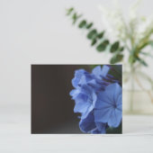Carte Postale Fleurs bleues (Debout devant)