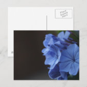 Carte Postale Fleurs bleues (Devant / Derrière)