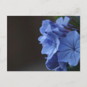 Carte Postale Fleurs bleues