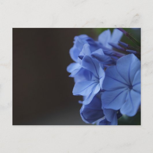 Carte Postale Fleurs bleues (Devant)