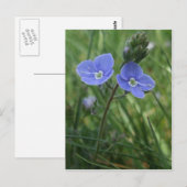 Carte postale Fleurs bleues (Devant / Derrière)