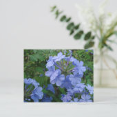 Carte postale - Fleurs bleues (Debout devant)