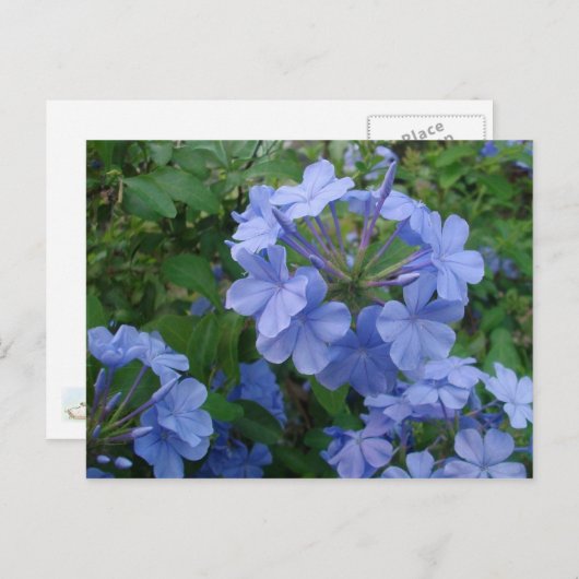 Carte postale - Fleurs bleues (Devant / Derrière)