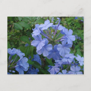 Carte postale - Fleurs bleues