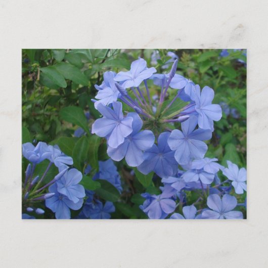 Carte postale - Fleurs bleues (Devant)