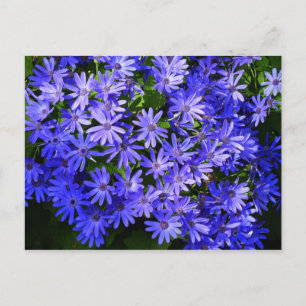 Carte Postale Fleurs bleues à la marguerite Nature Photographie