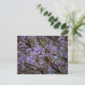Carte Postale Fleurs bleues d'un arbre de Jacaranda (Debout devant)