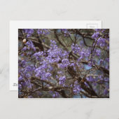 Carte Postale Fleurs bleues d'un arbre de Jacaranda (Devant / Derrière)