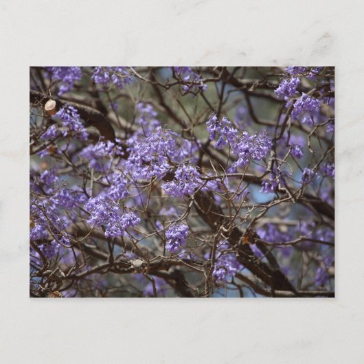 Carte Postale Fleurs bleues d'un arbre de Jacaranda (Devant)