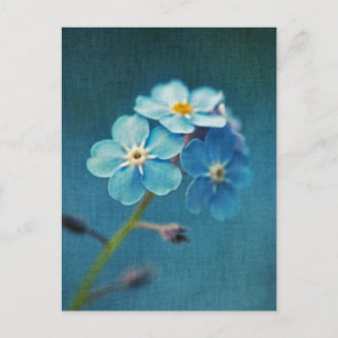 Carte Postale Fleurs Bleues Élégantes Ne m'oubliez pas