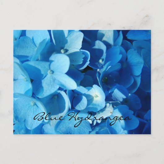 Carte Postale Fleurs bleues, hortensia (Devant)