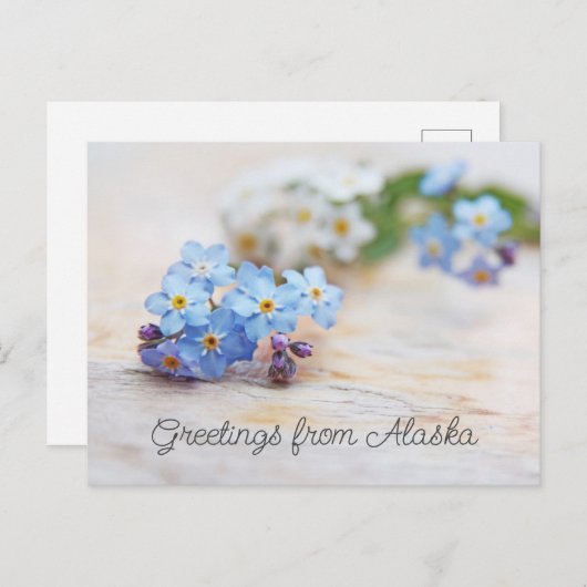 Carte Postale Fleurs bleues Ne m'oubliez pas Salutations d'Alask (Devant / Derrière)