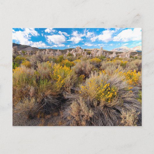 Carte Postale Fleurs | Blooming Sagebrush Californie (Devant)