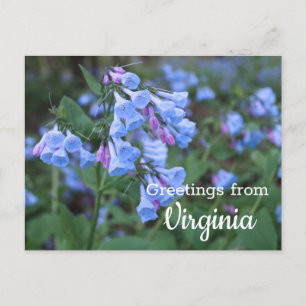 Carte postale Fleurs Bluebell State Virginia