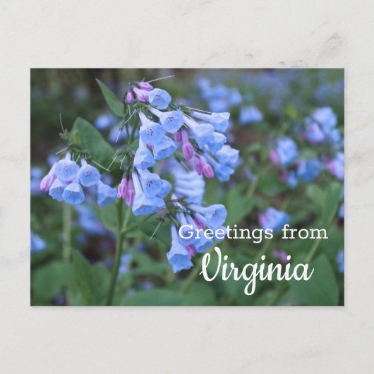 Carte postale Fleurs Bluebell State Virginia (Devant)