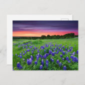 Carte Postale Fleurs | Bluebonnets à Sunset Texas (Devant / Derrière)