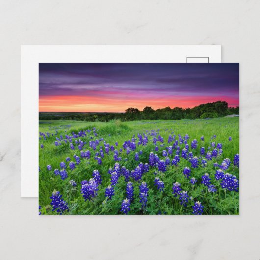 Carte Postale Fleurs | Bluebonnets à Sunset Texas (Devant / Derrière)