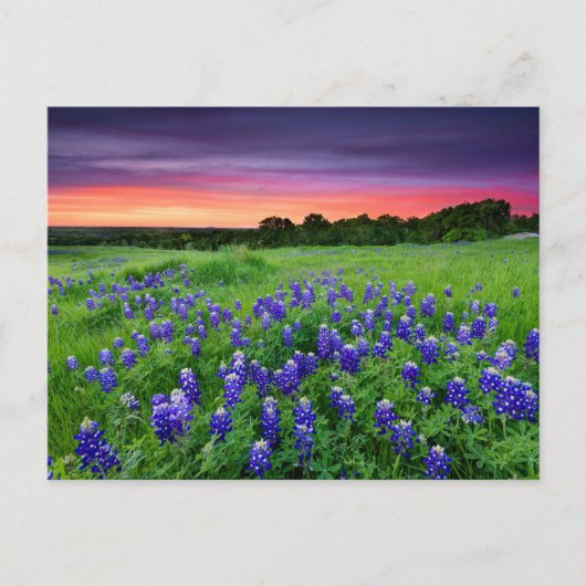 Carte Postale Fleurs | Bluebonnets à Sunset Texas (Devant)