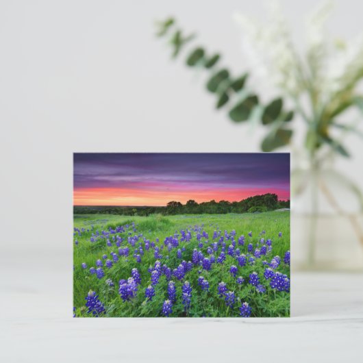 Carte Postale Fleurs | Bluebonnets à Sunset Texas (Debout devant)