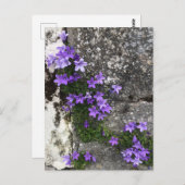 Carte Postale Fleurs Campanula grandissant sur un mur (Devant / Derrière)